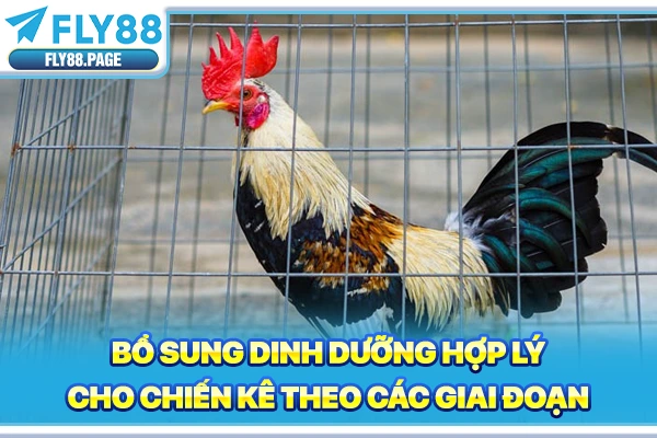Bổ sung dinh dưỡng hợp lý cho chiến kê theo các giai đoạn