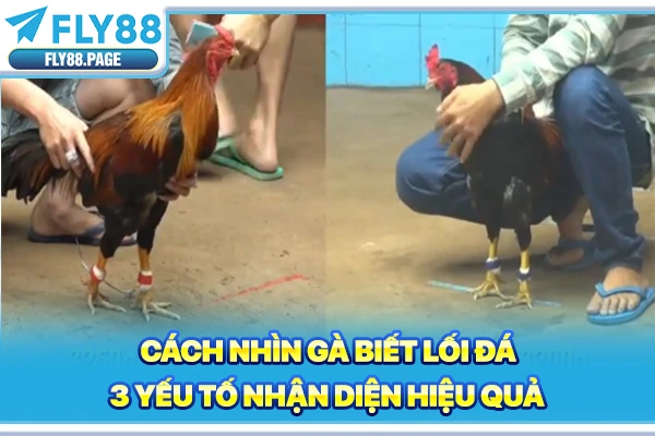 Cách Nhìn Gà Biết Lối Đá - 3 Yếu Tố Nhận Diện Hiệu Quả