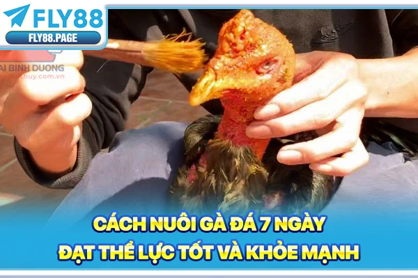 Cách Nuôi Gà Đá 7 Ngày Đạt Thể Lực Tốt Và Khỏe Mạnh