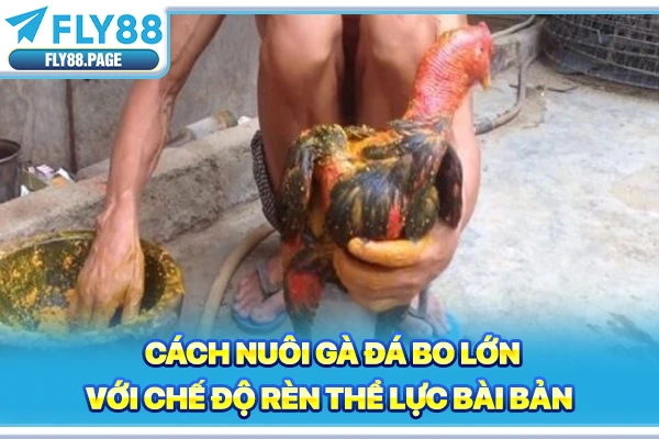 Cách nuôi gà đá bo lớn với chế độ rèn thể lực bài bản