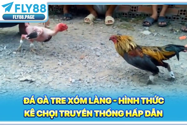 Đá Gà Tre Xóm Làng - Hình Thức Kê Chọi Truyền Thống Hấp Dẫn