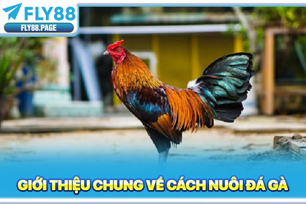 Giới thiệu chung về cách nuôi đá gà