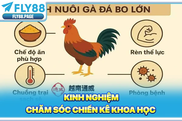 Kinh nghiệm chăm sóc chiến kê khoa học