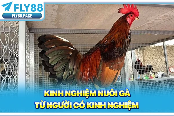 Kinh nghiệm nuôi gà từ người có kinh nghiệm