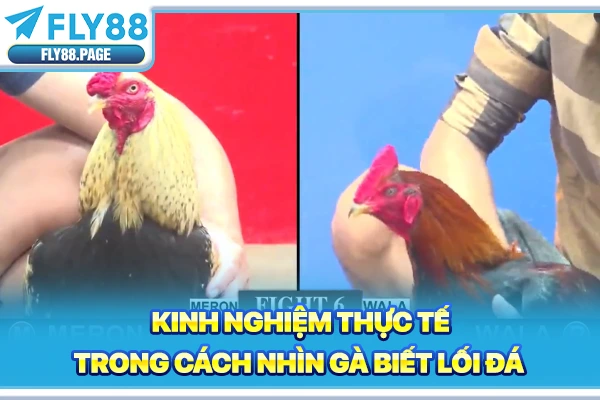 Kinh nghiệm thực tế trong cách nhìn gà biết lối đá Kinh nghiệm thực tế trong cách nhìn gà biết lối đá