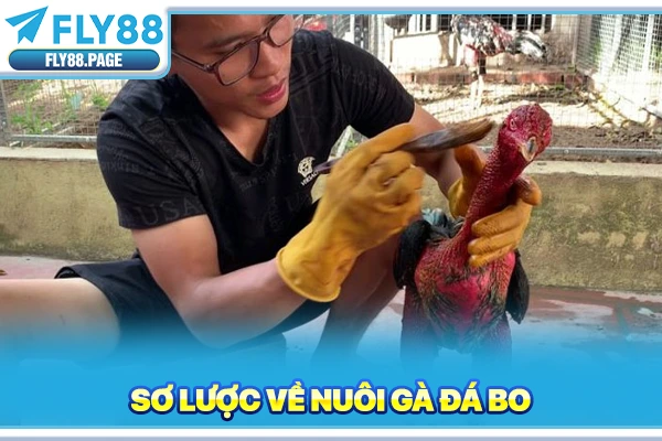 Sơ lược về nuôi gà đá bo