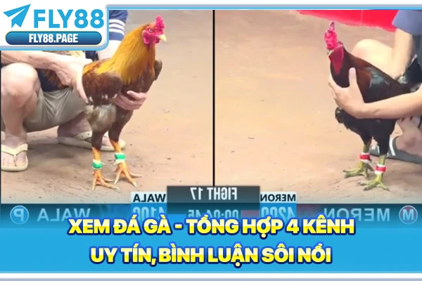 Xem Đá Gà - Tổng Hợp 4 Kênh Uy Tín, Bình Luận Sôi Nổi